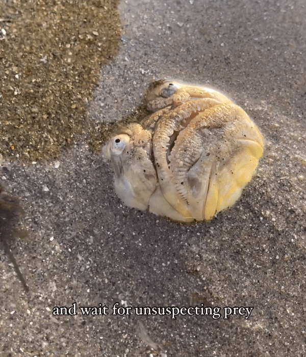 데니스 찬이 싱가포르의 한 해변에서 발견한 물고기. 데니스 찬 인스타그램