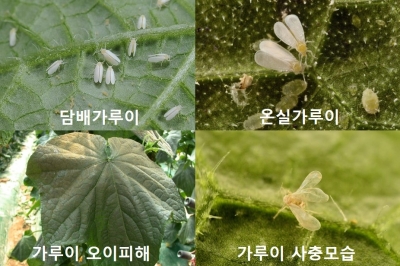 토마토 등 재배 농가 골칫거리 ‘가루이’ 방제길 열려