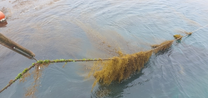 완도군 다시마양식장의 괭생이모자반.  완도군 제공