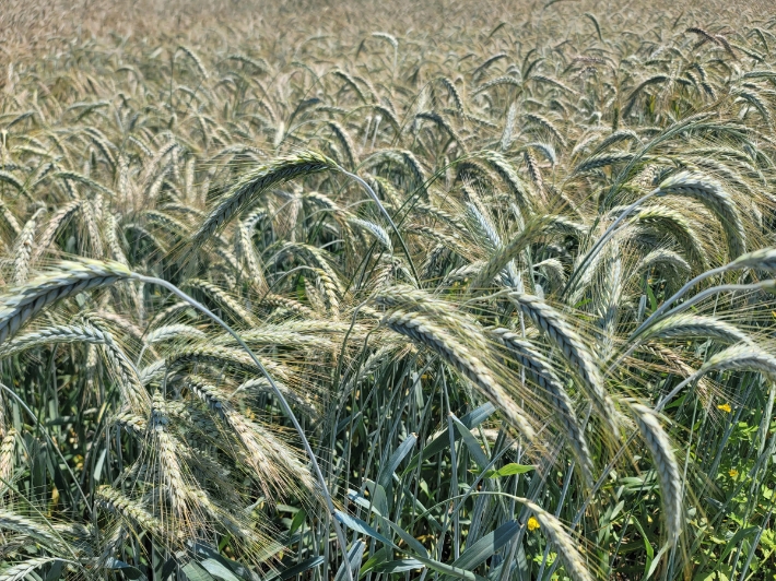 새로운 사료 작물로 각광받는 밀과 호밀을 교잡해 만든 트리티케일. 농촌진흥청 제공
