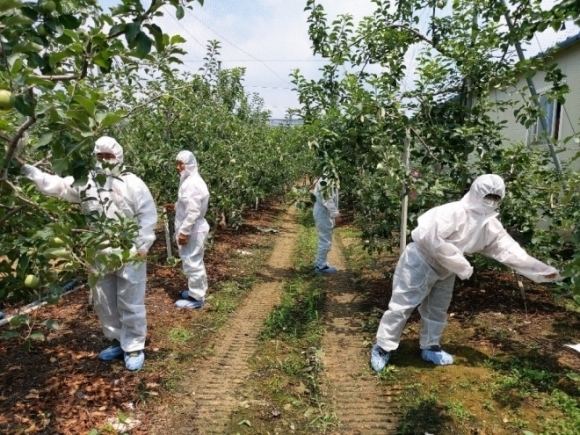 충북도 농업기술원 직원들이 과수화상병에 걸린 나무를 찾기위해 과수원 예찰활동을 벌이고 있다. 서울신문DB