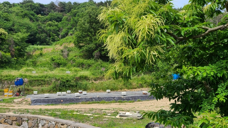 경남 고성 밤나무 단지 주변 양봉장. 2024.6.12. 경남도 제공