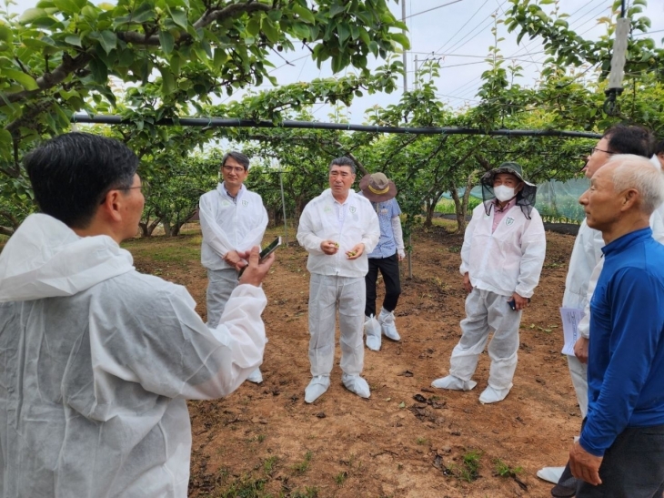 나주시와 최명수 전남도의원이 흑성병 피해 조사를 하고 있다.