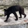 “나이 많아 식욕 없다”는데…中 민간 동물원 ‘허리 잘록’ 흑곰 논란