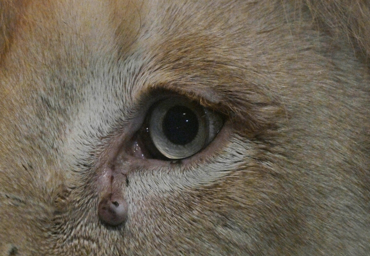 2023년 4월 29일 대구의 한 실내 동물원에 있는 수컷 백사자 눈 밑에 종양이  달려있다. 2023.4.29 대구 홍윤기 기자
