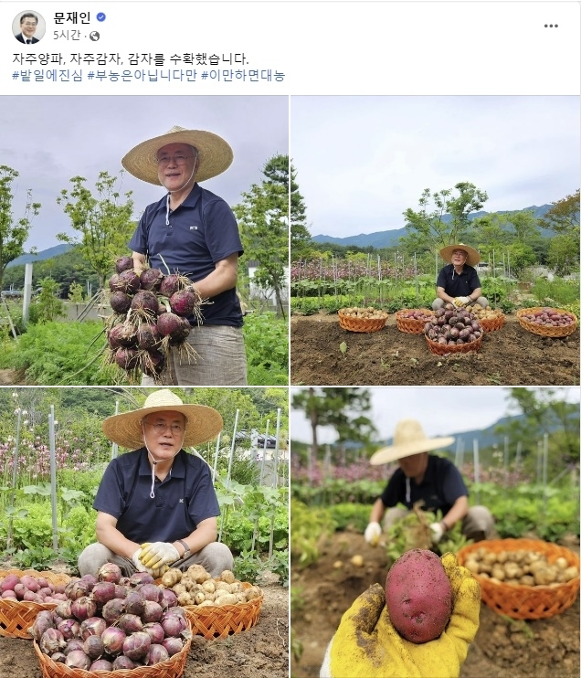 문재인 전 대통령이 17일 자신의 페이스북에 “자주양파, 자주감자, 감자를 수확했습니다”라며 감자와 고구마 등을 수확한 사진을 공개했다. 자료 : 문재인 전 대통령 페이스북
