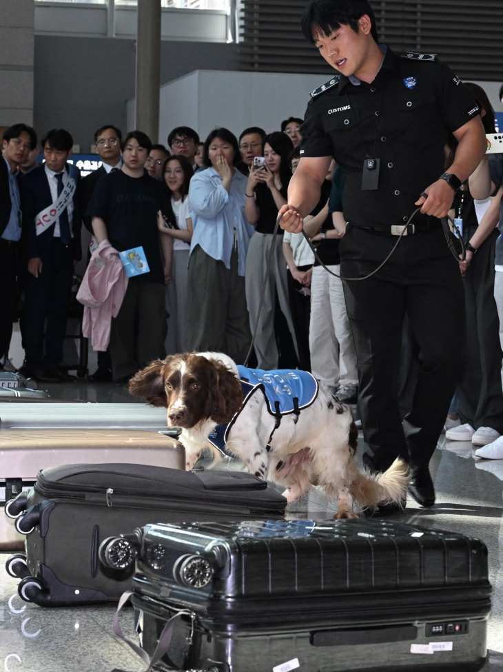 18일 오후 인천국제공항 제1터미널에서 열린 제38회 세계 마약퇴치의 날 기념 마약 캠페인에서 마약탐지견이 마약 적발 시범을 보이고 있다. 2024.6.18. 도준석 전문기자