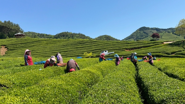 ‘농촌 일자리 지원 사업’ 현장. 전남도 제공