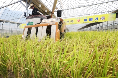 모내기 4개월 만에… 이천서 전국 첫 ‘벼 베기’