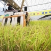 모내기 4개월 만에… 이천서 전국 첫 ‘벼 베기’