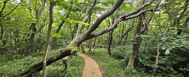 나무들도 서로를 의지하고 지탱하며 살아간다. 태풍에, 바람에 쓰러지면 옆에 있던 친구의 어깨에 기대어 살아가고 뿌리째 흔들려도 앞에 두팔에 끼어 공생한다. 제주 강동삼 기자