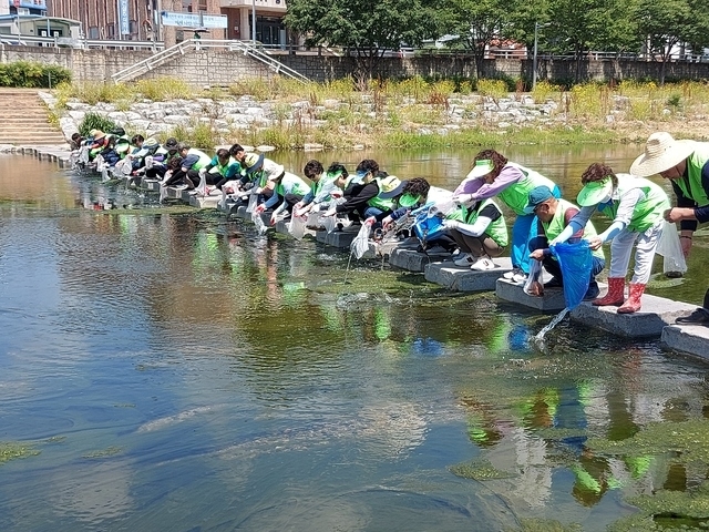 경북 경산시가 남천에서 미꾸라지 방류 행사를 갖고 있다. 경산시 제공