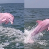 thumbnail - SNS에서 난리난 희귀종 ‘핑크 돌고래’ 사진…알고보니 ‘반전’
