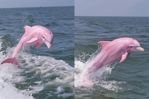 thumbnail - SNS에서 난리난 희귀종 ‘핑크 돌고래’ 사진…알고보니 ‘반전’