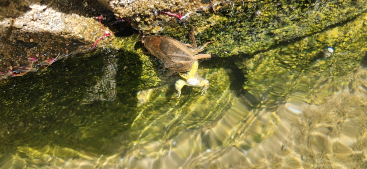 진도에서 발견된 물장군.