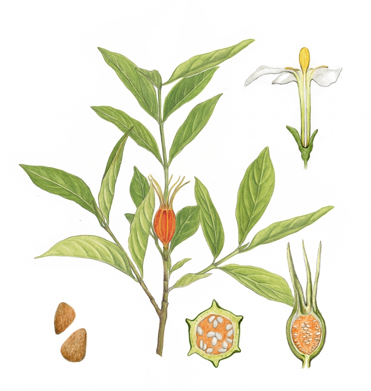 꽃에서 재스민을 닮은 달콤한 향기가 나는 치자나무. 꽃잎이 흔치 않은 6장이라 육화, 육출화라고도 부른다.