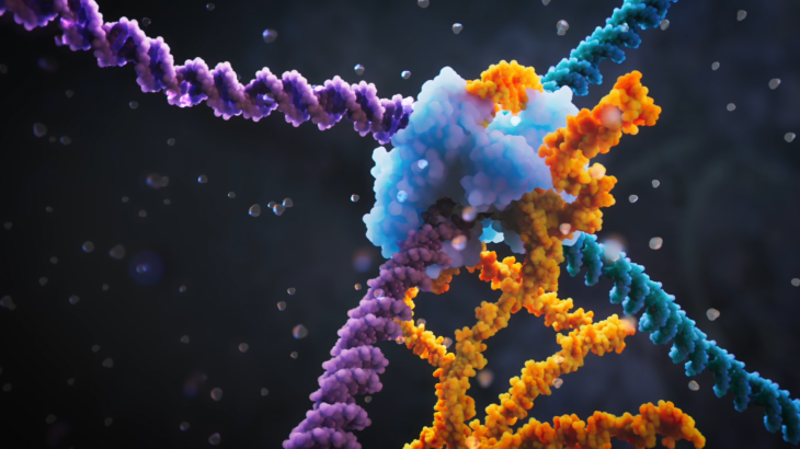 RNA 브리지가 유전자 편집을 하는 과정. 보라색 DNA가 파란색 DNA와 RNA 브리지를 통해 결합한 모습. 비주얼 사이언스 제공