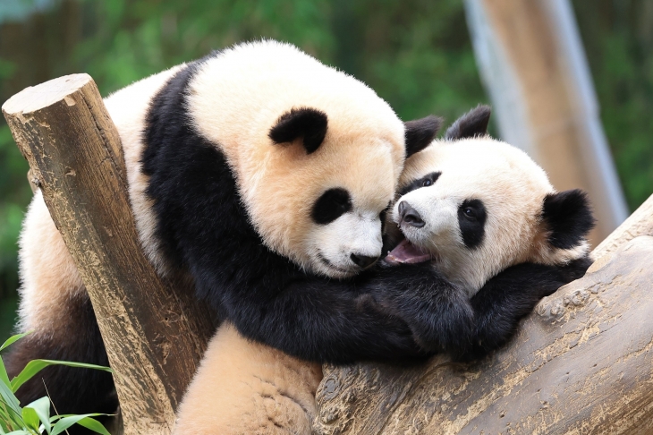 ‘루이바오·후이바오’ 돌잡이 맞혀 보세요