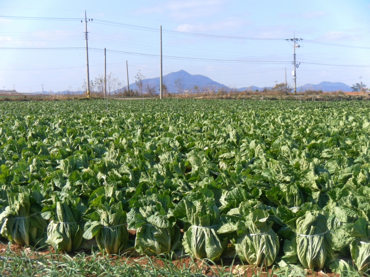 전남도가 김장용 배추 적정 생산을 위해 작목전환 지원사업에 나선 겨울 배추.