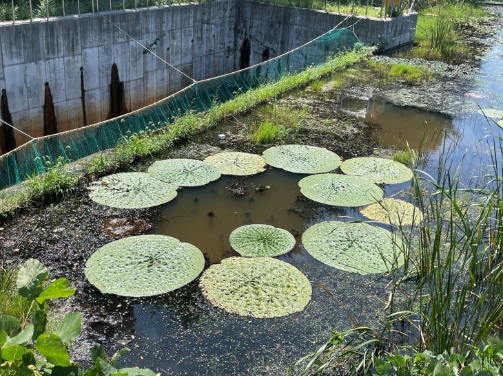 멸종위기 야생생물 Ⅱ급 ‘가시연’. 천안시 제공