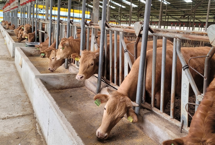 전라남도가 폭염 피해 예방을 위해 가축 고온 스트레스 완화제를 지원하는 한우 농가.