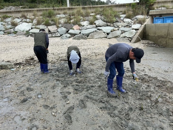 신안군이 지난 11일 도초면 죽연리 갯벌에 맹그로브 종자를식재하고 있다.