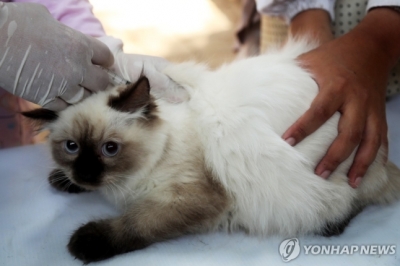 “반려묘에 손 물려 피 났다”…3세 아이 ‘광견병’ 사망