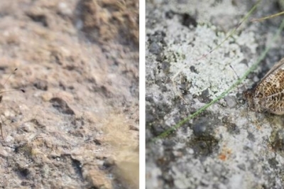 이젠 1700m 이상 한라산에만 산다… 멸종위기 산굴뚝나비 서식지 보호 추진