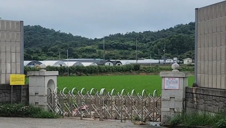 폐교된 벌교 영등초등학교 운동장 3000평이 파란 논으로 변해있다.