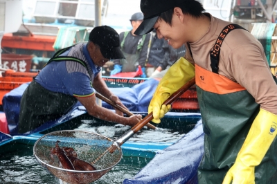 오징어 떠오른 서해안… 첫 축제 여는 태안