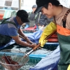 오징어 떠오른 서해안… 첫 축제 여는 태안