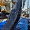 “1억 로또 건졌다” 길이 7m·무게 3t 밍크고래 삼척서 혼획