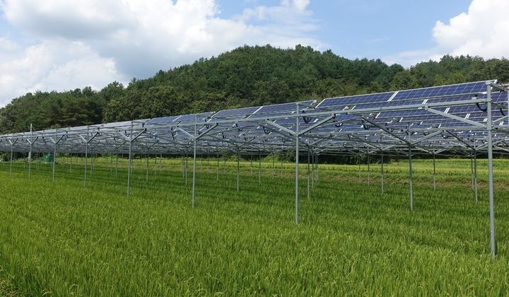전남 영광 월평마을 주민들이 설립한 월평햇빛발전협동조합이 5만㎡ 면적의 간척지에 3㎿ 규모 태양광발전 사업을 추진한다. 사진은 영농형 태양광의 예시. 전남도 제공