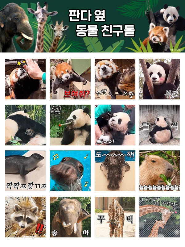 에버랜드는 판다 가족 바오패밀리부터 에버랜드 동물원에 사는 다양한 동물을 주인공으로 한 신규 이모티콘 ‘판다 옆 동물 친구들’을 30일 카카오에 출시했다.   에버랜드 제공