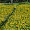 thumbnail - 노란 꽃밭, 푸른 계곡, 초록 바람…‘고원 도시’의 여름은 더위를 모르더라