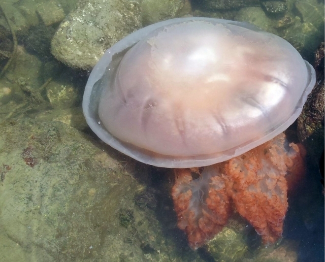 노무라입깃해파리. 국립수산과학원 제공