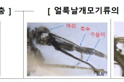 전국 말라리아 경보…“야간 야외 활동 자제하세요”