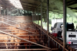 강력한 폭염에 온열질환자·가축 폐사 등 피해 속출