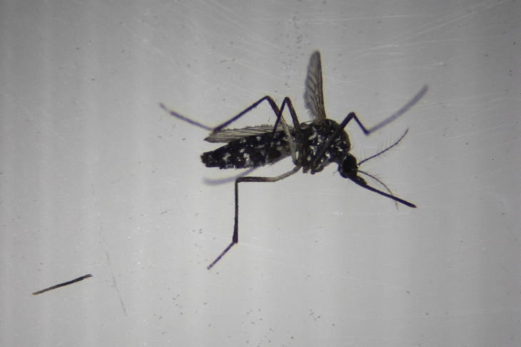 지난달 19일(현지시간) 스페인 몬카다에서 호랑이 모기(Aedes albopictus)를 20배 광학 현미경으로 촬영한 사진 로이터 연합뉴스