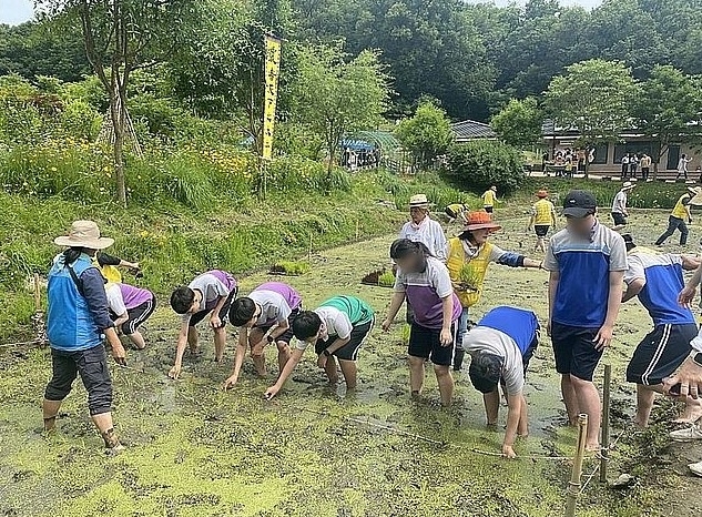 서울 은평구 은평청소년마을학교의 청소년 농부 프로그램 참가자들이 모내기를 체험하고 있다. 은평구 제공