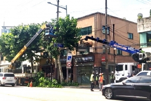 영등포구 가로수는 태풍이 불어도 끄떡 없다