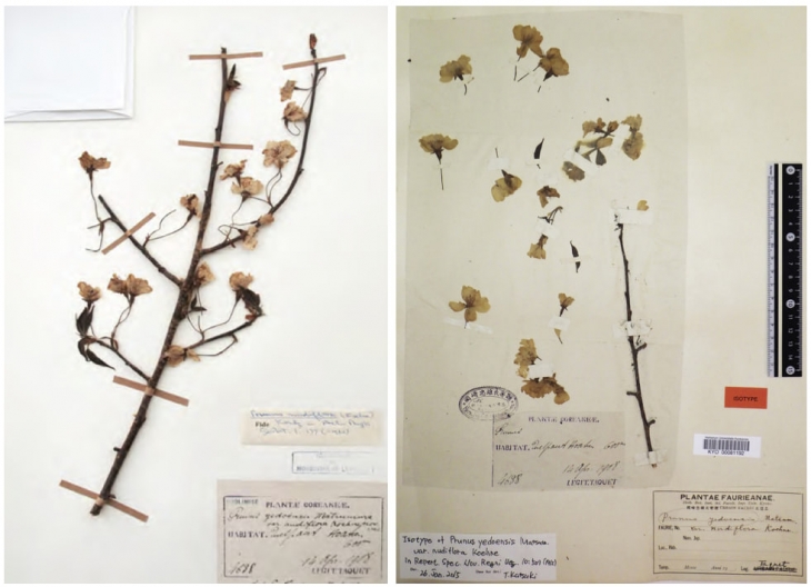 에밀 타케 신부는 1908년 제주 한라산에서 왕벚나무를 채집해 1912년 유럽 학계에 보고했다. 제주왕벚나무 표본(채집번호 4638)은 여러 나라로 보내졌다. 이 중 베를린에 있던 제주왕벚나무 고표본은 2차세계대전 때 불에 타 사라진 사실을 정홍규 신부가 최근 확인했다. 에밀타케식물연구소는 노력 끝에 지난 4월 일본 교토대의 왕벚나무 표본 사진(오른쪽)을 전시 및 영구보관 용도로 제공 받았다고 16일 밝혔다.               에밀타케식물연구소 제공
