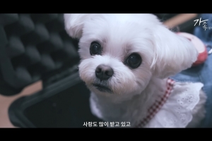 ‘국민 강아지’였는데… 심장수술 받은 ‘택배견 경태’ 근황 전해져