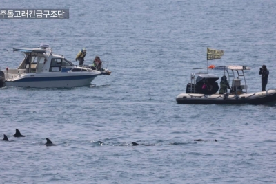 “종달이를 부탁해”… 제주남방큰돌고래 ‘생태법인 1호’ 지정 촉각