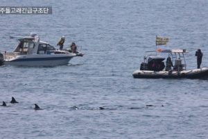 “종달이를 부탁해”… 제주남방큰돌고래 ‘생태법인 1호’ 지정 촉각
