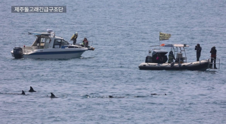 제주돌고래긴급구조단이 종달이 구조를 위해 남방큰돌고래 활동을 살피고 있다. 제주돌고래긴급구조단 제공