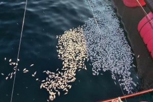 펄펄 끓는 바다…경남 남해안 양식어류 폐사 150만 마리 넘겨