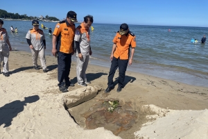 해파리 출몰에… 경북 동해안만 피서객 급감