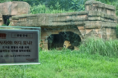 ‘처서’ 지나도 계속되는 폭염…동물도 힘듭니다[취중생]