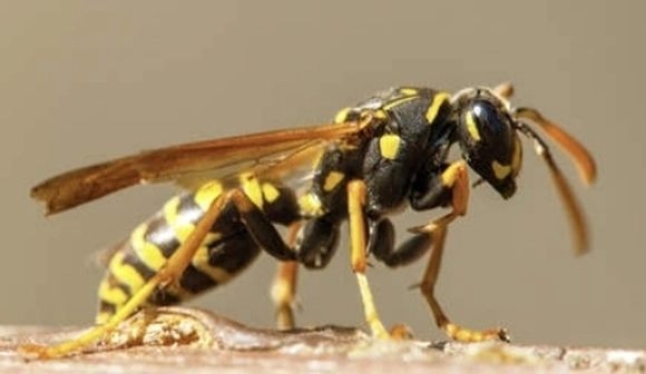 말벌. 서울신문DB